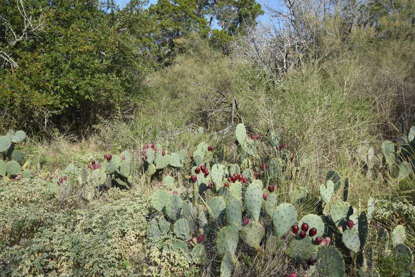A clump of cacti with purple flowers.