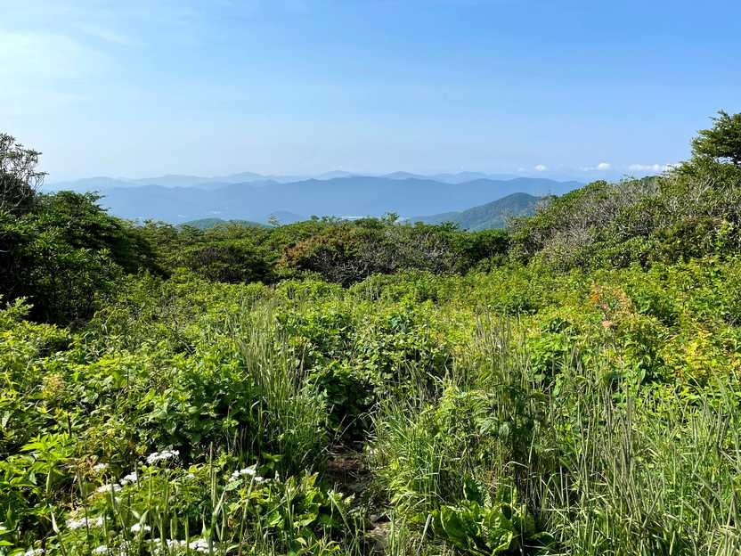 A view of greenery with mountains in the distance.