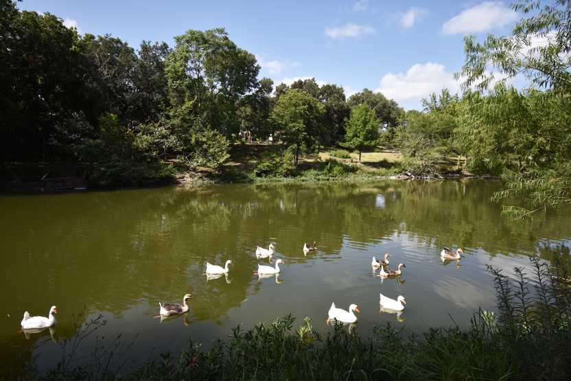 A river with several white ducks swimming in the water.