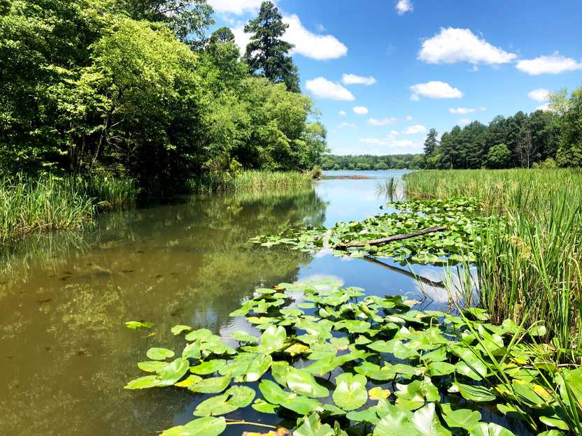 A late with green lily pads, grass and trees.