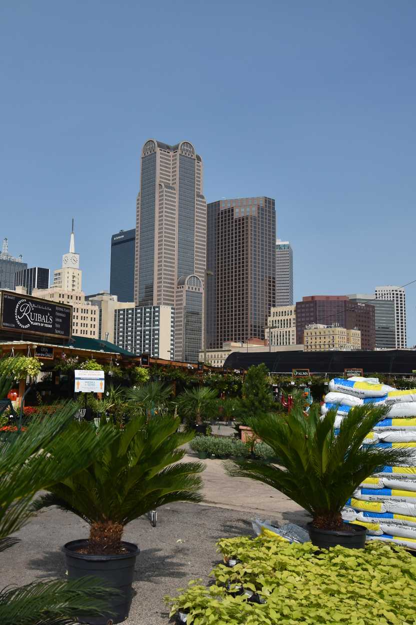 Some plants at Ruibal's Plant shop with some tall buildings in the background.