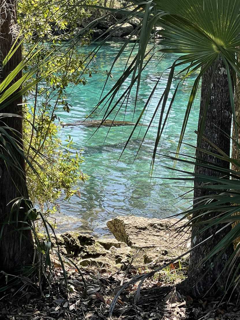 A manatee between palm trees at Three Sisters Spring.