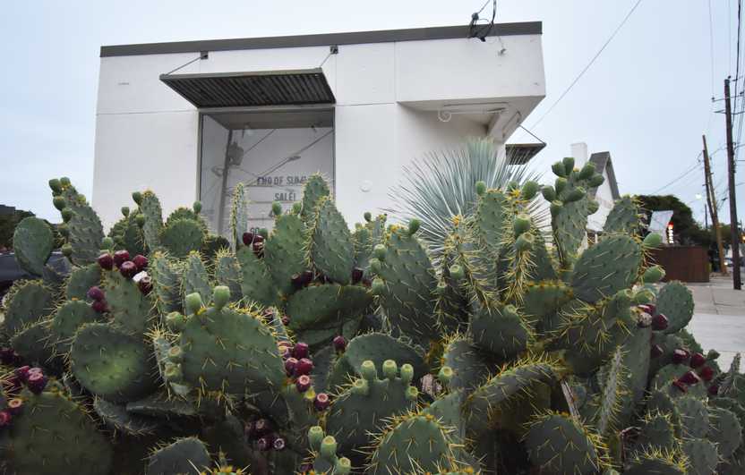 A view of cacti with the white storefront for Favor the Kind in the background.