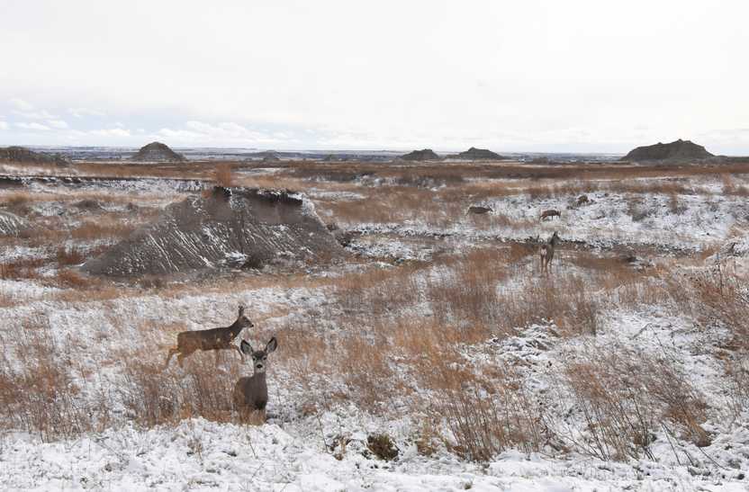 Several deer walking around the snow covered grasslands in the Badlands.