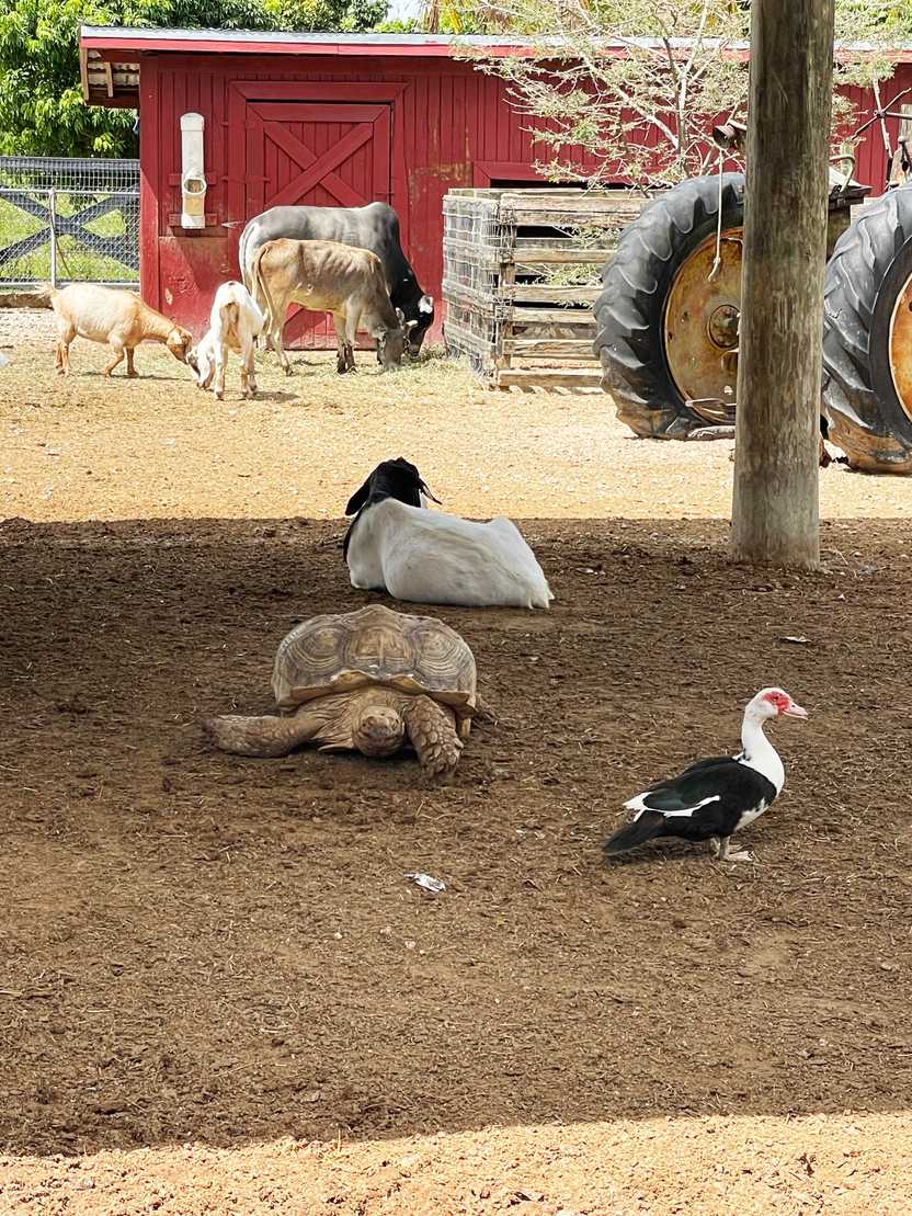 A duck, a tortuoise, goats and cows behind Robert is Here is fruit stand.