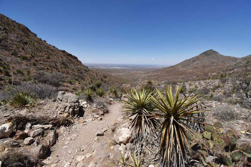 Some desert plants with a mountain in the background.