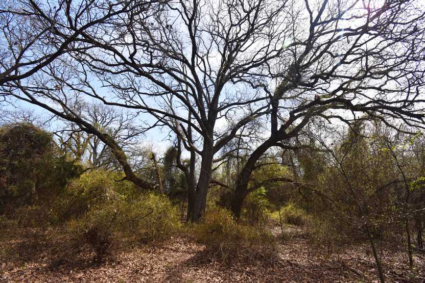 A bare tree with several branches. The tree has an eerie feel to it.