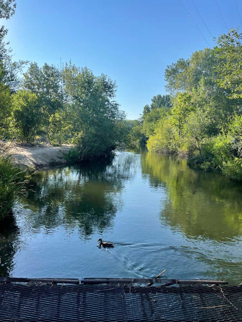 A duck swimming in the Boise River. A duck swimming in the Boise River.