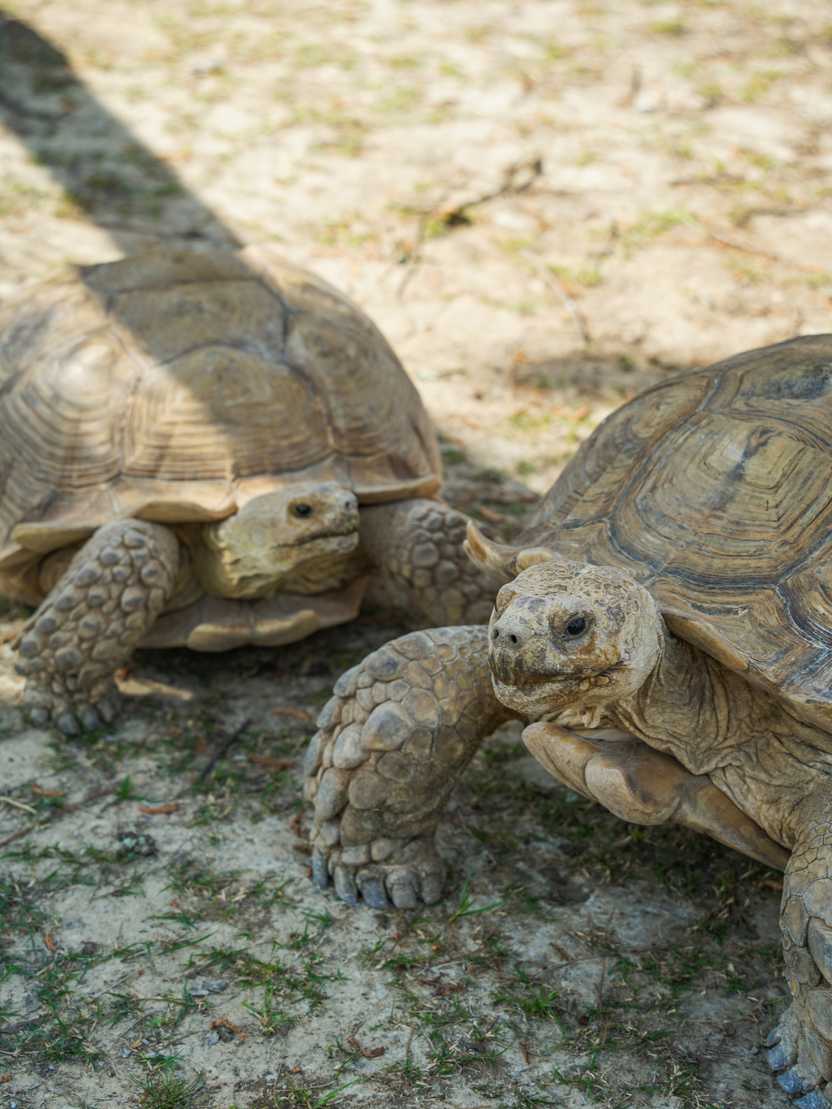 tortoises