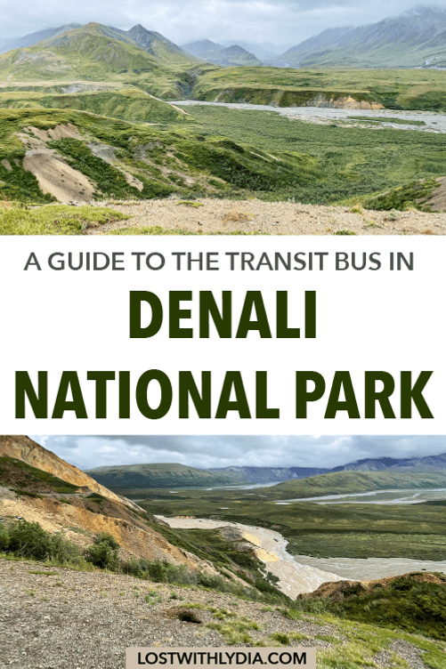A guide to choosing between the Denali transit bus and the Denali narrated bus tour for your visit to Denali National Park!