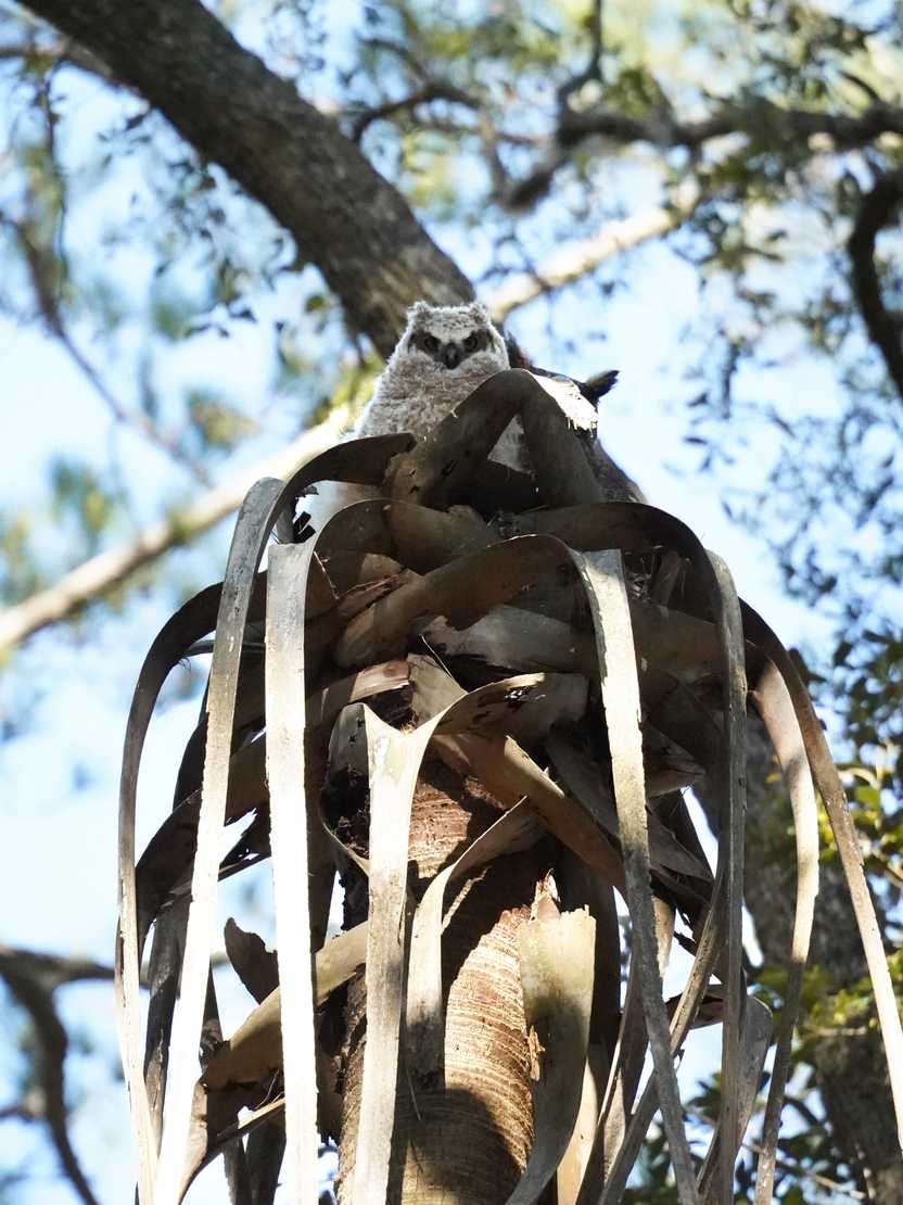 A white owl on top of a nest in a tree at Skidaway Island State Park