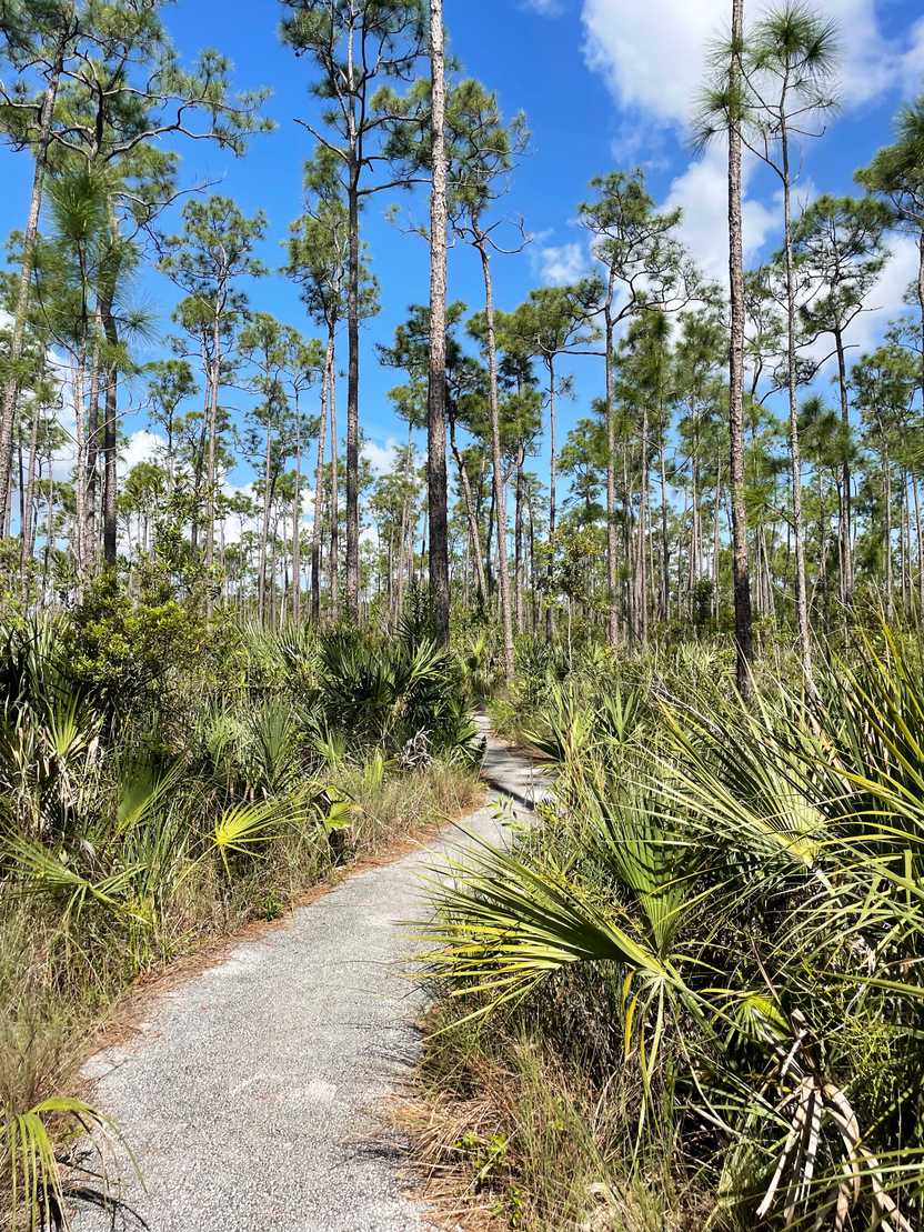 A flat trail weaving through palms and tall, skinny palm trees.