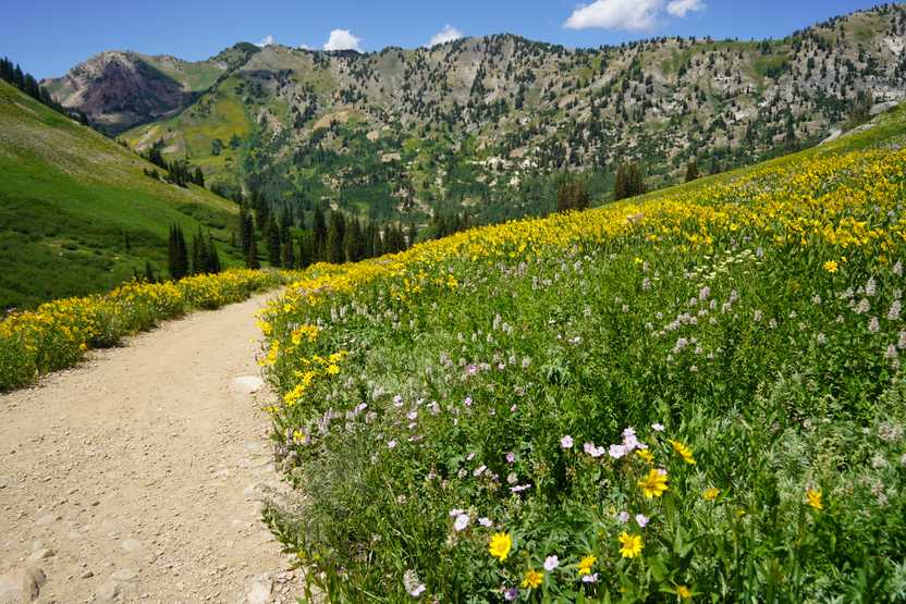 A hill full of yellow flowers with a green mountain in the distance.