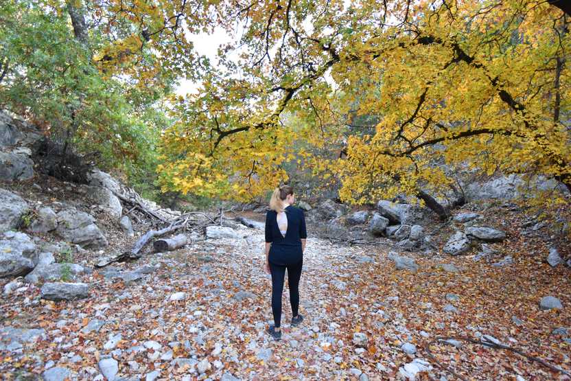 Lydia walking under a tree with yellow leaves at Lost Maples State Park.