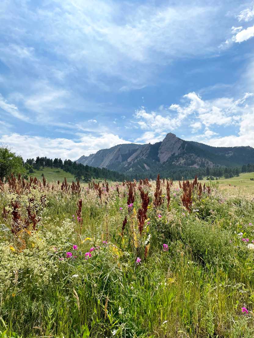A meadow of wildflowers with the Flatirons in the distance.