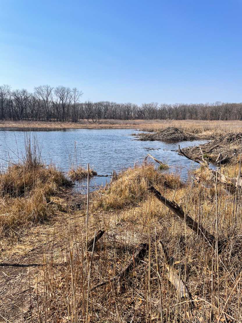 A pond surrounded by gray and brown wetland plants.