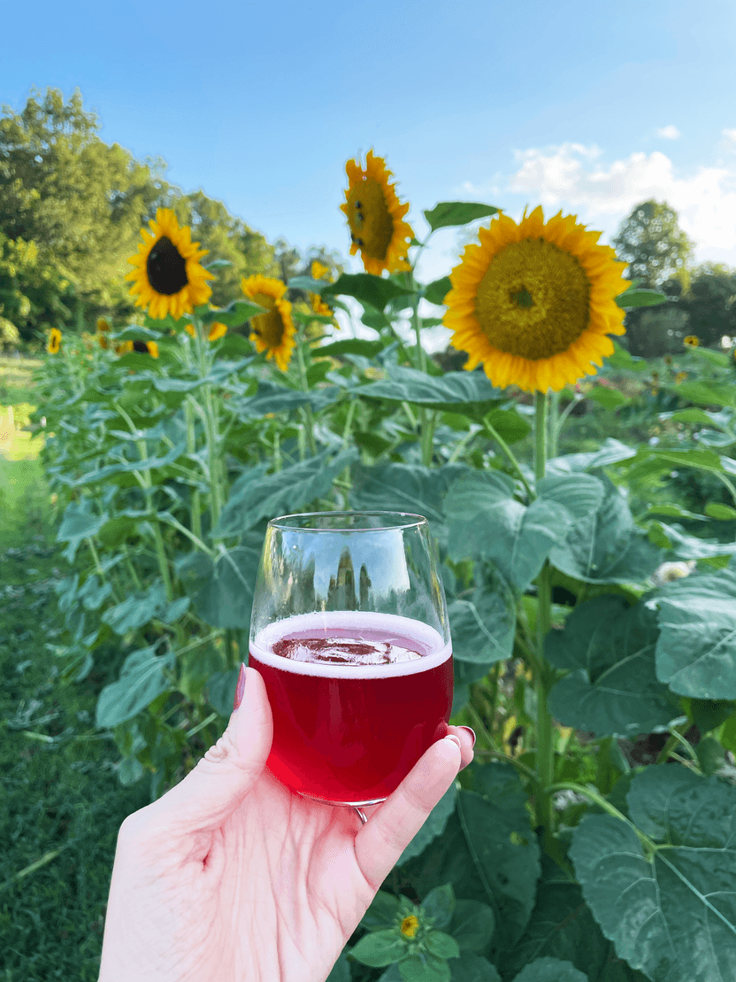 Holding up a glass of hard kombucha from Sideways Farm and Brewery.