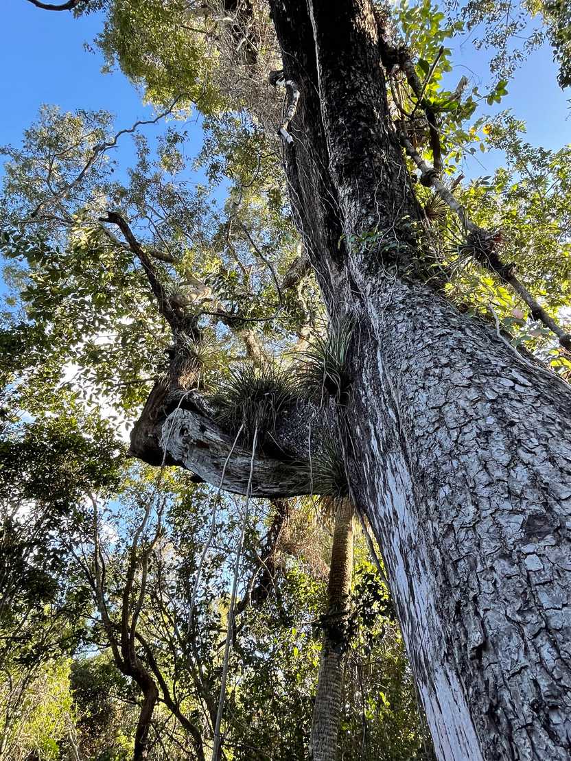 Looking up at a tree with greenery hanging from its branches.