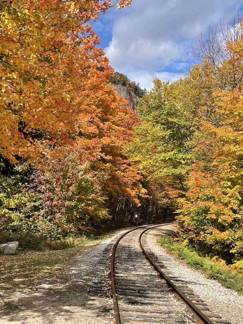 A train track curving into a forest. Trees are closely surrounding either side of the tracks.