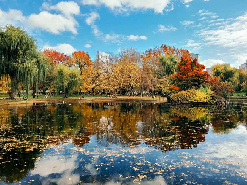 Trees with fall foliage reflecting onto a lake in Boston Common.