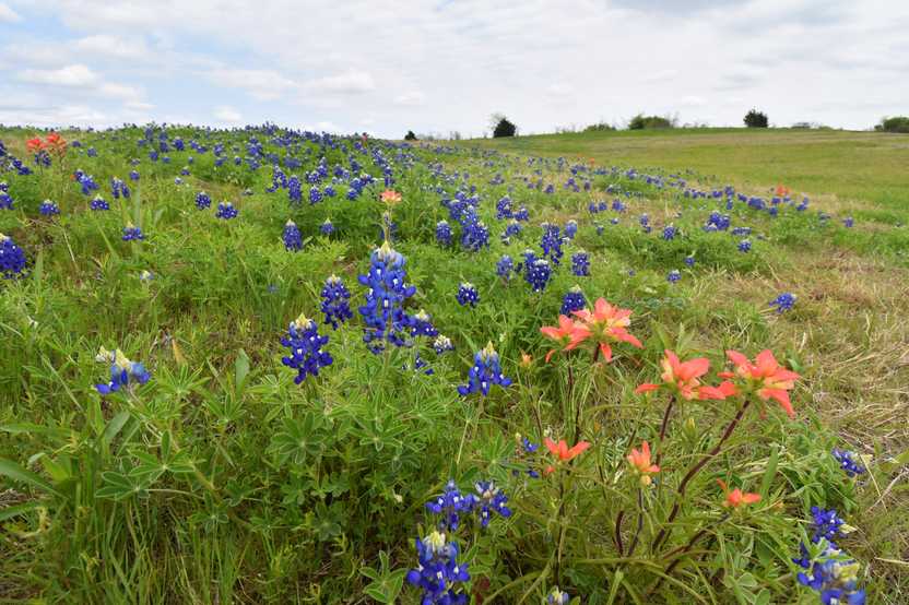 A close up view of bluebonnet flowers and several reddish orange flowers among them.