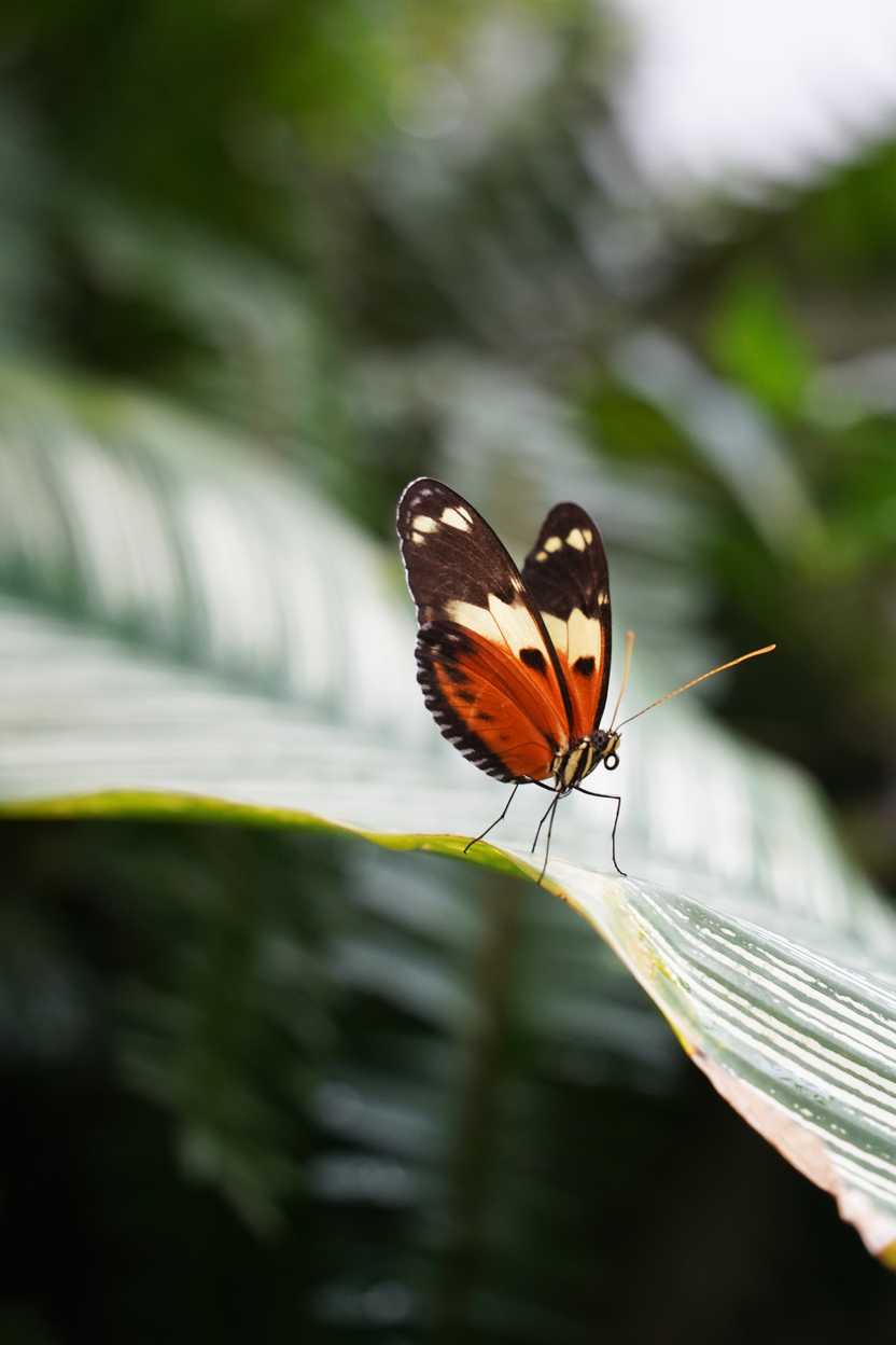 A close up a monarch butterfly sitting on a large green leaf