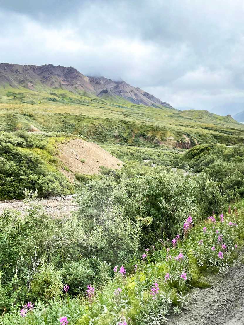 A green mountain with a few wildflowers inside of Denali.