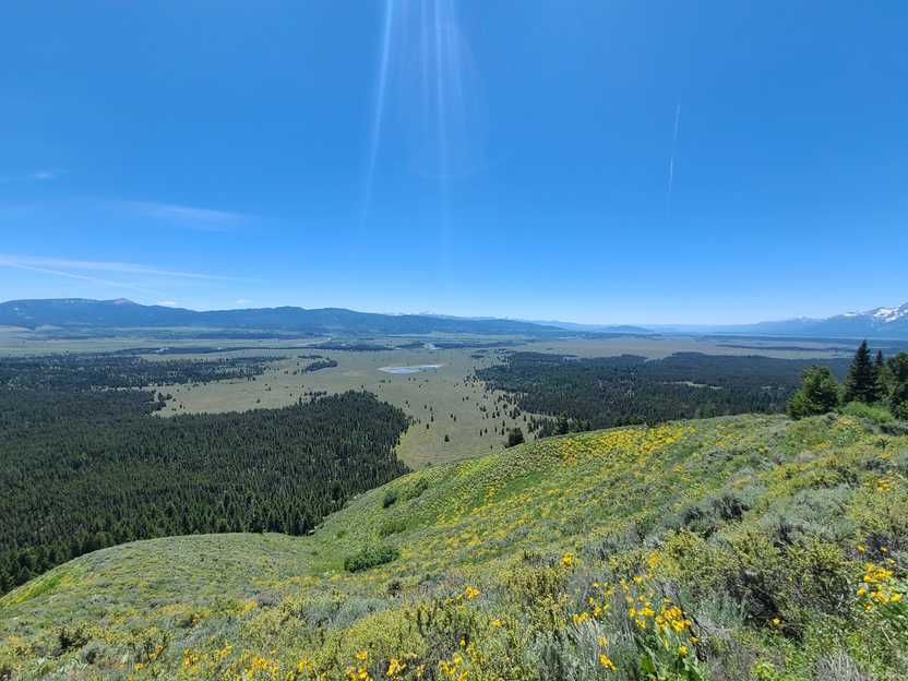 Looking down a hill full of yellow wildflowers at the Jackson Hole Valley. The valley is flat and green with a mix of grass and trees.