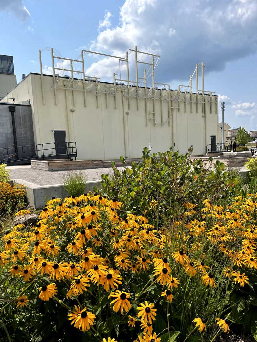 Yellow flowers in front of the Momentary in Bentonville, Arkansas.