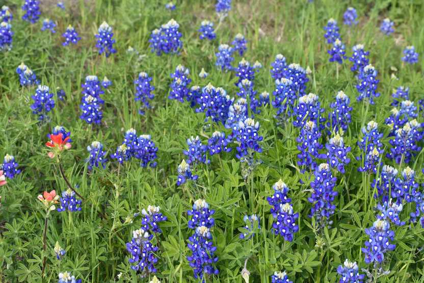 bluebonnets