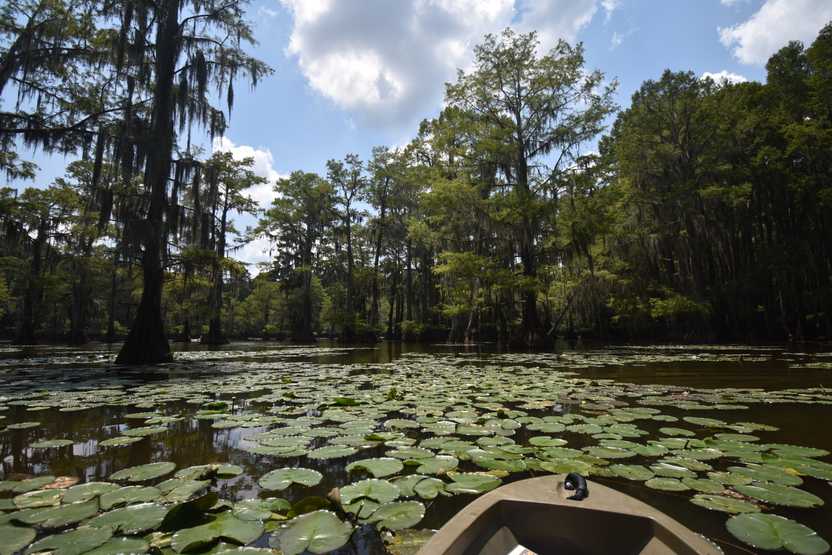 Looking out from a canoe at a pond full of green lily pads.