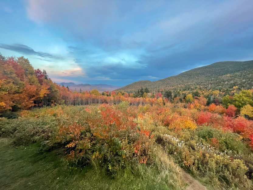 A view with scrubs in the foreground and mountains in the distance.