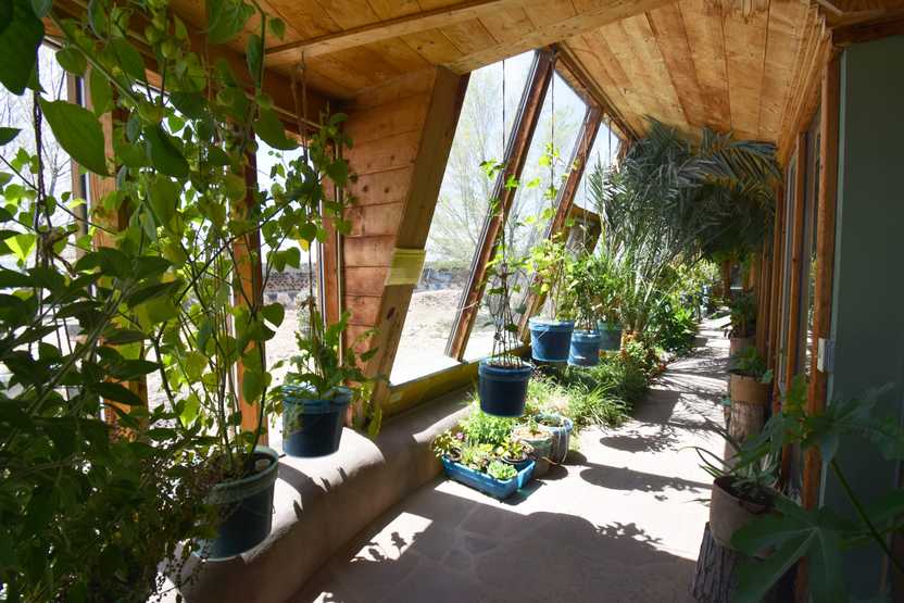A pathway lined with plants and greenery next to windows.