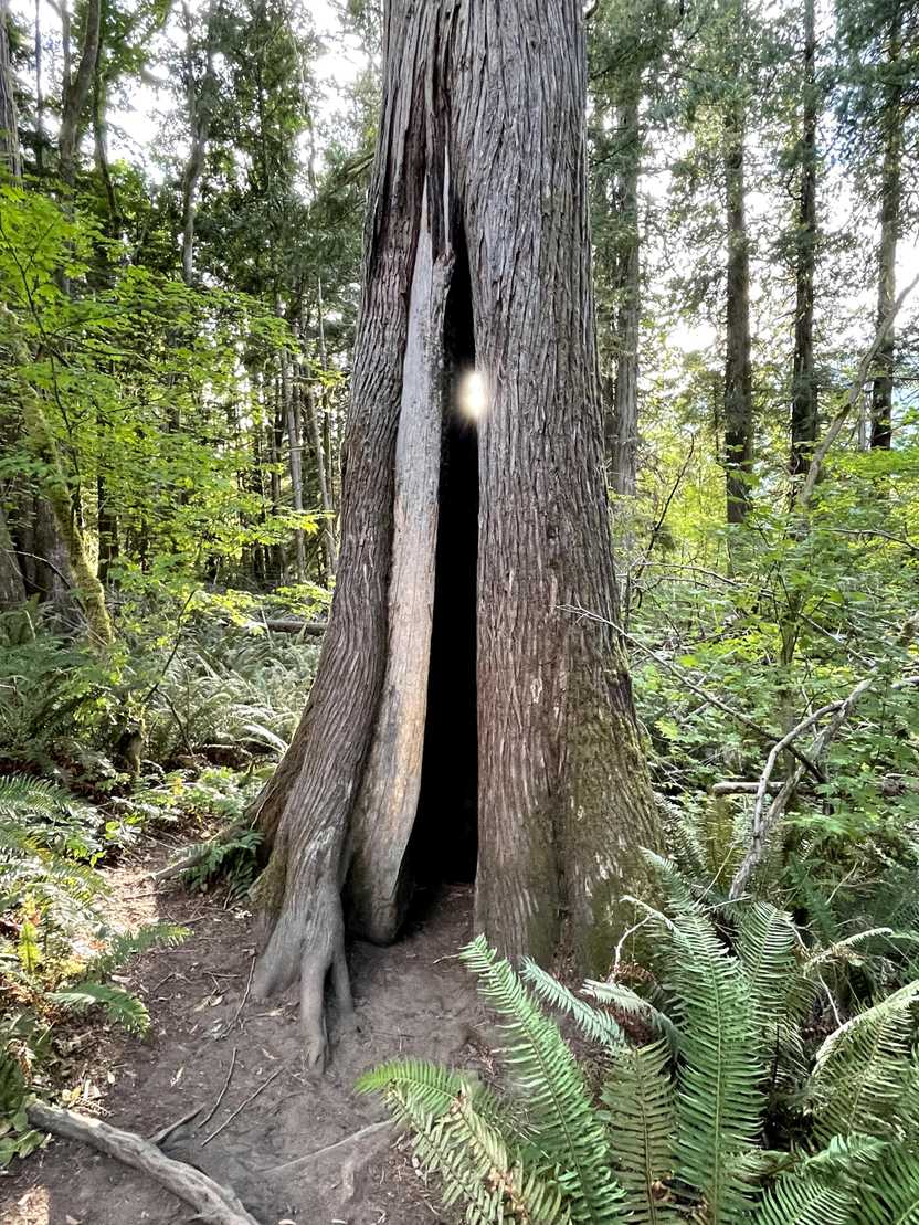 A tree on the Trail of the Cedars