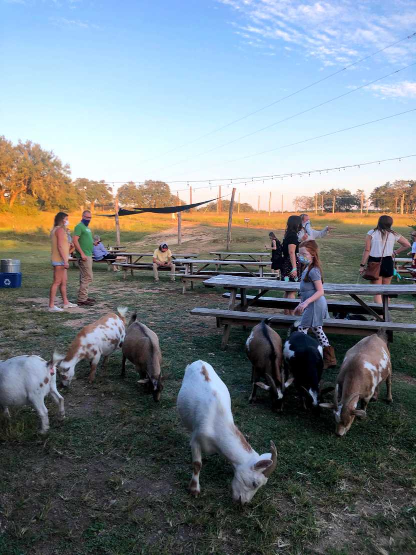 A picnic area full of goats at Jester King Brewery