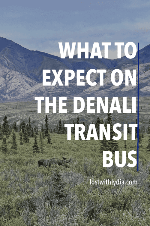 A guide to choosing between the Denali transit bus and the Denali narrated bus tour for your visit to Denali National Park!