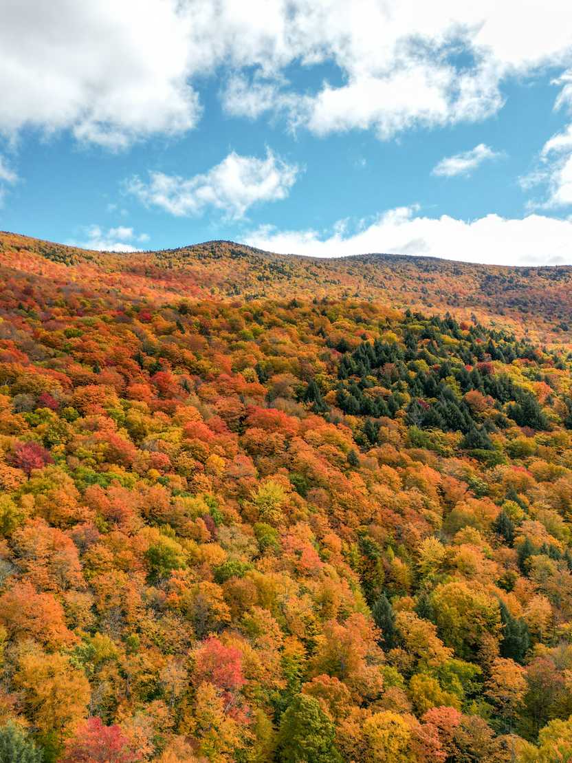 A view of several trees with bright orange leaves.