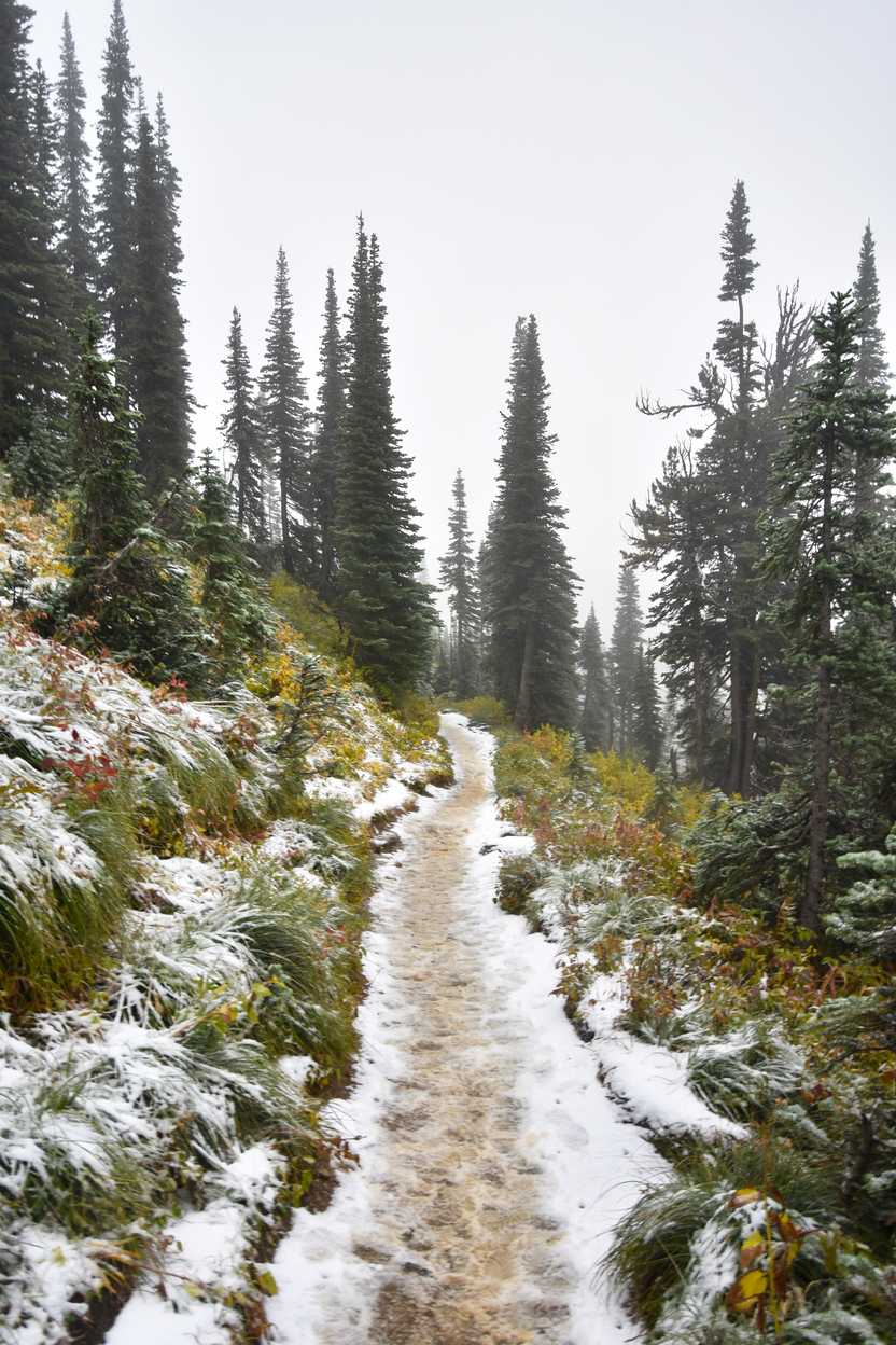 A snowy trail surrounded by trees on the Highline trail.