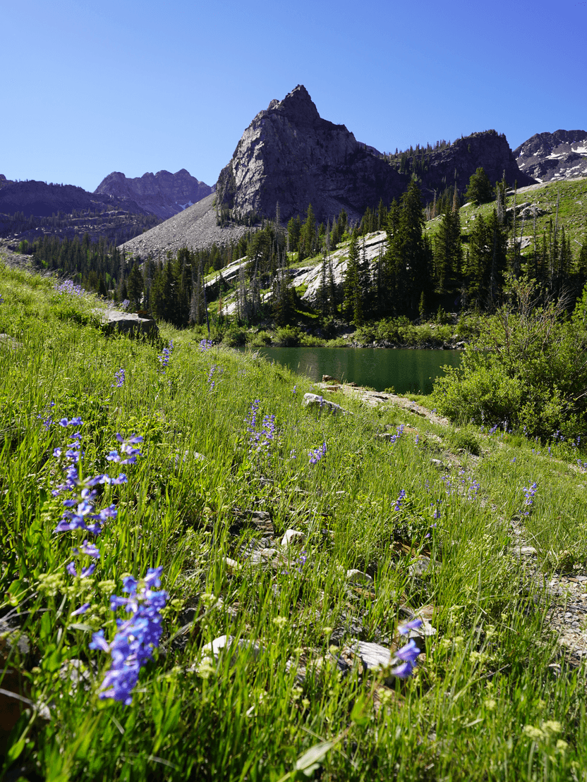 Green grass and some flowers in front of Lake Blanche with a mountain in the distance.