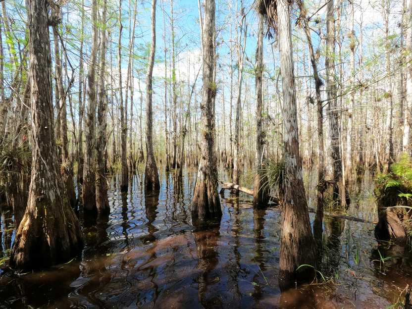Inside of the cypress dome, cypress trees are as far as the eye can see. Some have green air plants attached.