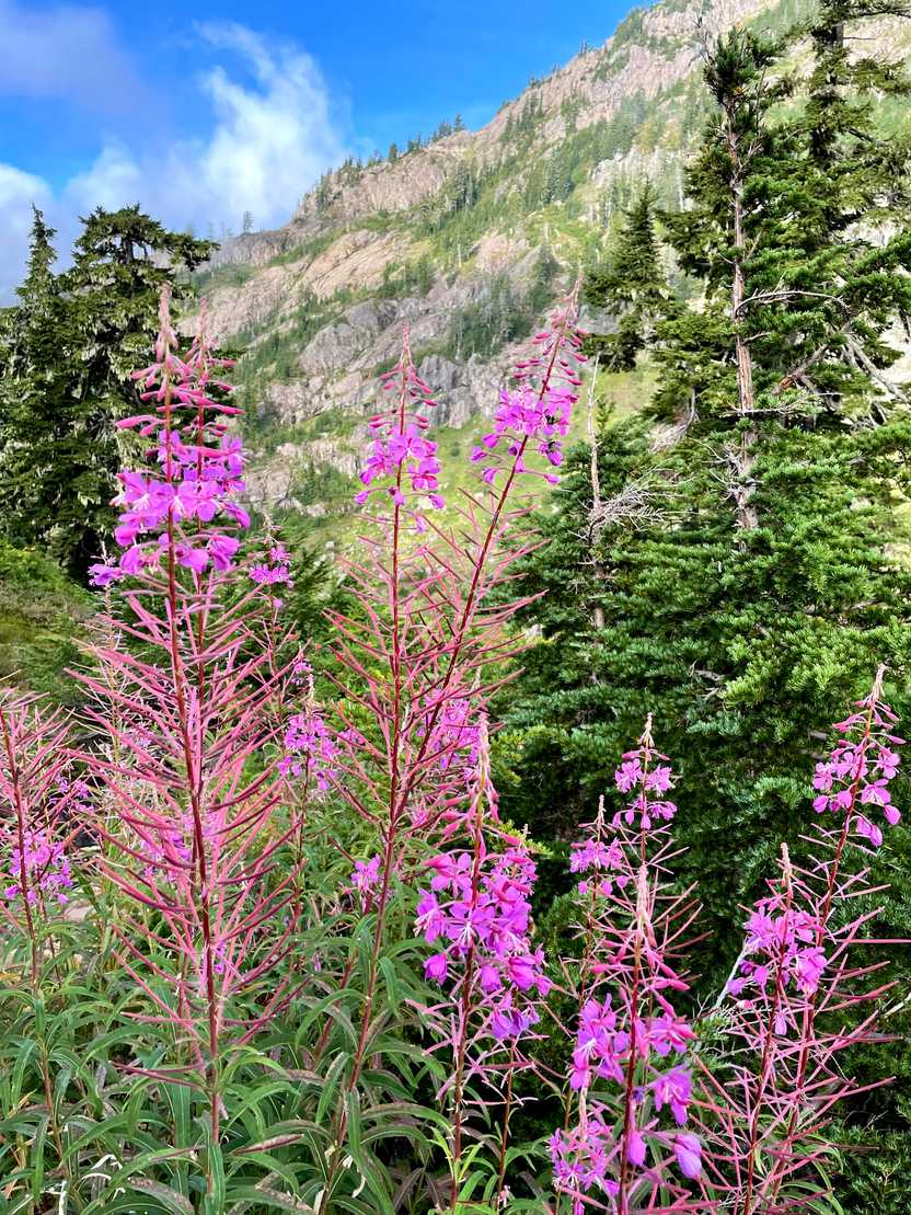 A close up view of purple flowers with a green mountain in the background.