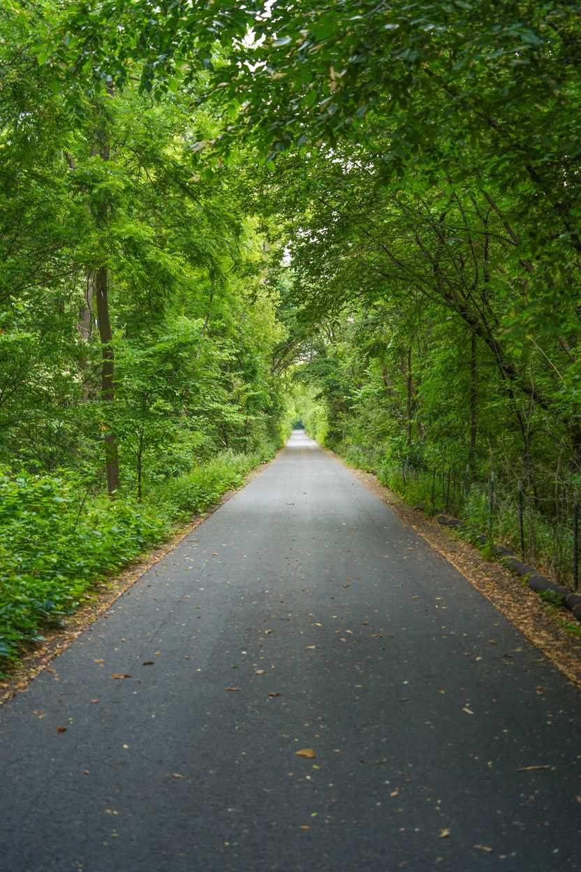 A paved pathway with trees and greenery on both sides A paved pathway with trees and greenery on both sides