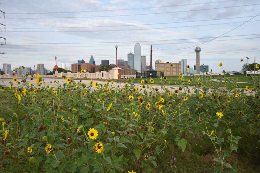 A field of sunflowers with the Dallas skyline in the background.