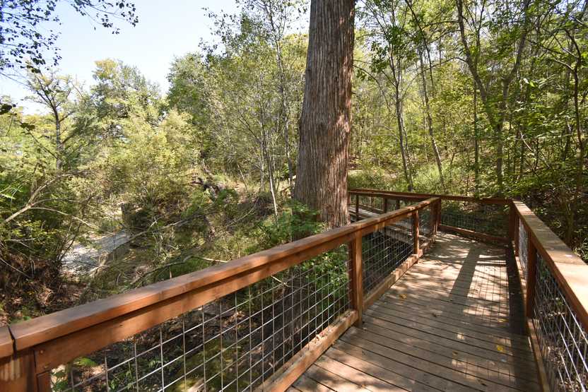 A boardwalk trail next to an old cypress tree.