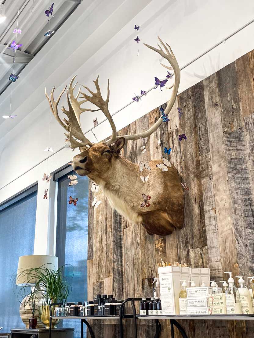 A moose head with butterflies on a garland. A moose head with butterflies on a garland.
