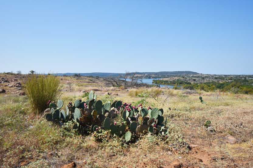 A clump of cacti and purple flowers on the Pecan Flats trail.