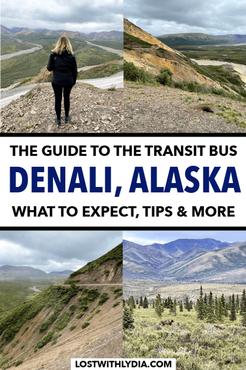 A guide to choosing between the Denali transit bus and the Denali narrated bus tour for your visit to Denali National Park!