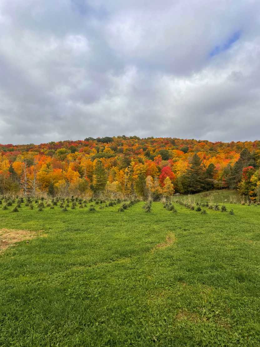 A farm with a hill covered in bright foliage in the distance.