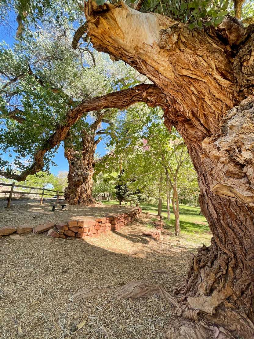 Some large trees providing shade at the Fruita Picnic Area.