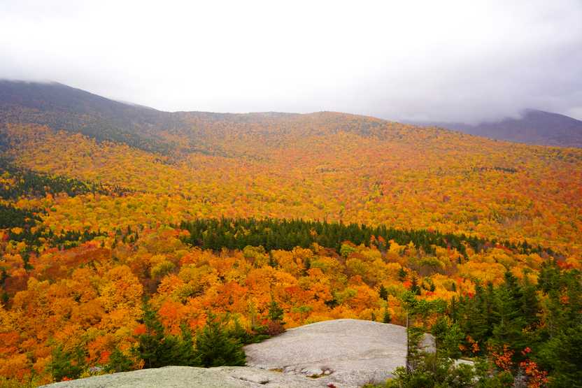 A foggy view of bright yellow foliage seen from Middle Sugarloaf Peak.